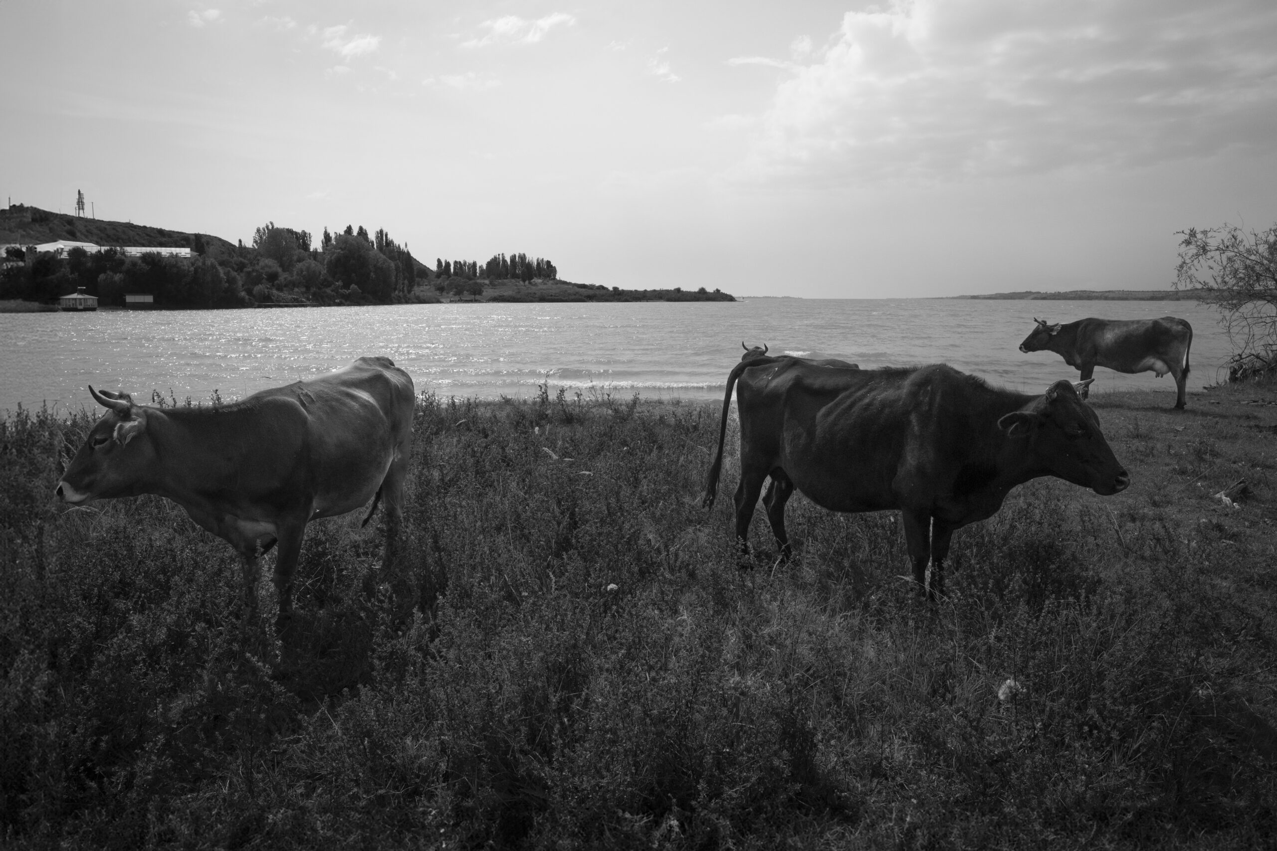SvenH_KüheAmStrand